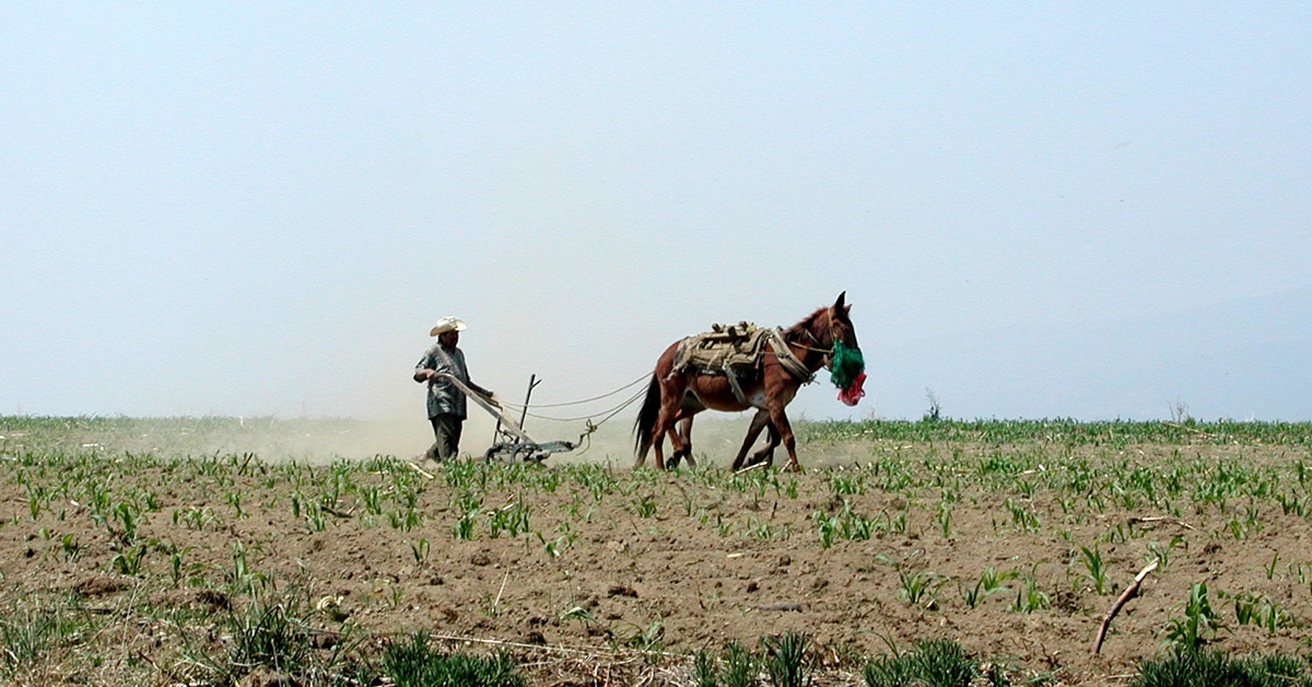 farm and horse